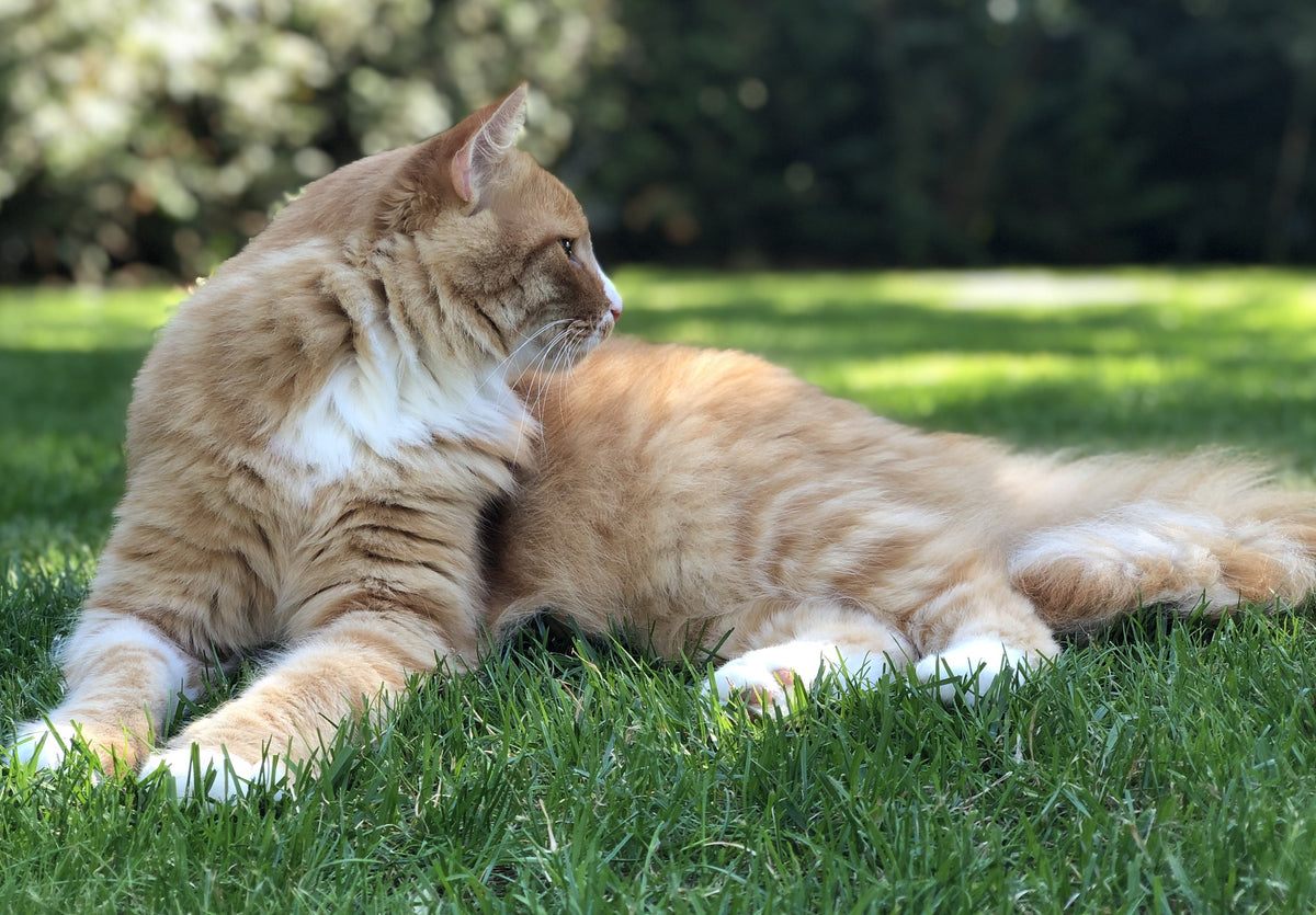 Entdecke die Natürlichkeit von Naturhappen Trockenfutter für Katzen
