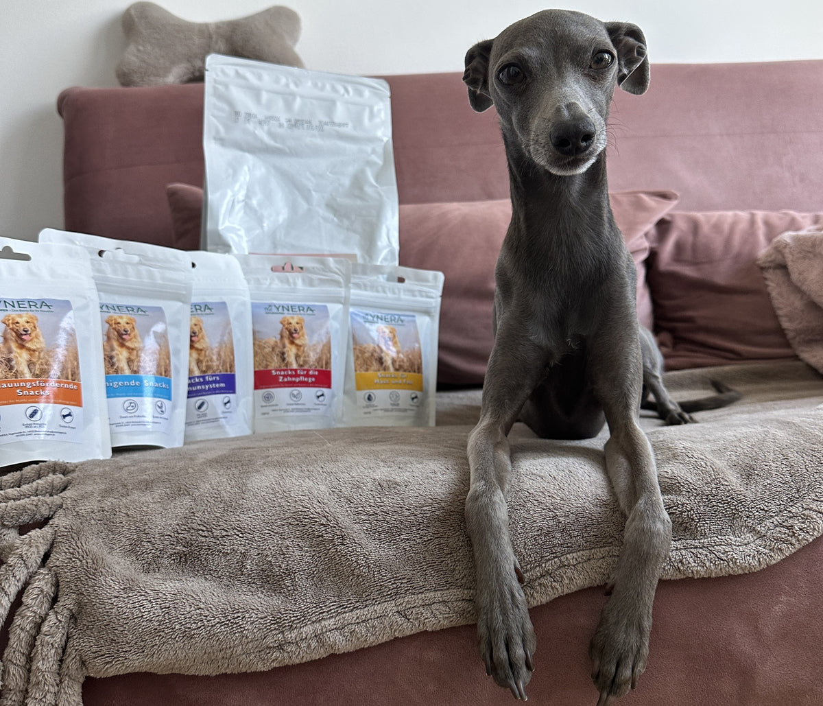 Hund freut sich über Trockenfutter